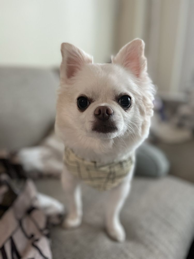 Master Pups Image