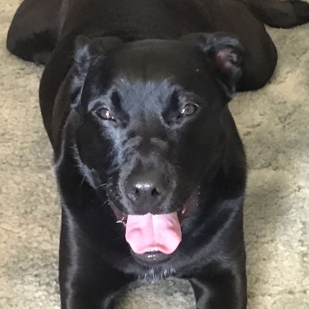 Jolly Ranch Pet Resort - I am one happy puppy! - Dog Walkers Near Me - Abilene, Texas Jolly Ranch Pet Resort - I am one happy puppy! - Dog Walkers Near Me - Abilene, Texas