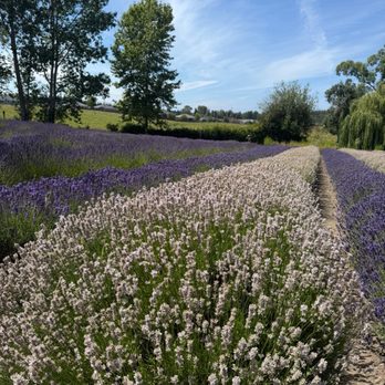Purple Haze Lavender Farm - Flowers & Gifts Near Me - Sequim, Washington