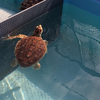 The Turtle Hospital - Turtle on the mend. - Veterinarians Near Me - Marathon, Florida The Turtle Hospital - Turtle on the mend. - Veterinarians Near Me - Marathon, Florida