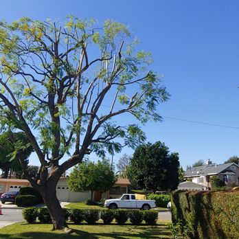 White Valley Tree Services - after trimming - Tree Services Near Me - pasadena , California White Valley Tree Services - after trimming - Tree Services Near Me - pasadena , California