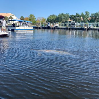 Manatee Sightseeing and Wildlife Adventures - manatee - Boat Tours Near Me - Naples, Florida Manatee Sightseeing and Wildlife Adventures - manatee - Boat Tours Near Me - Naples, Florida