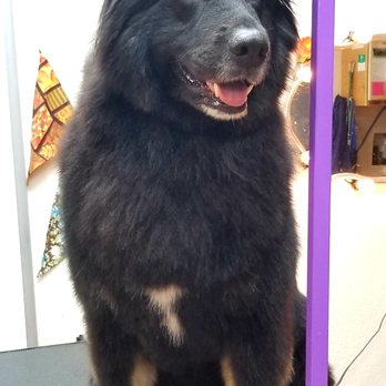 Barks 'N Bubbles Grooming - Pet Groomers Near Me - Evans, Colorado