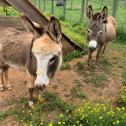 Lakota Ranch Farm Store - Miniature donkeys