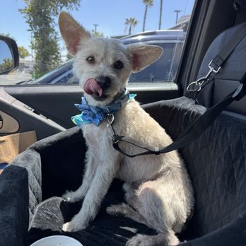 Bonnie's Pampered Pets - Pet Groomers Near Me - Corona, California Bonnie's Pampered Pets - Pet Groomers Near Me - Corona, California