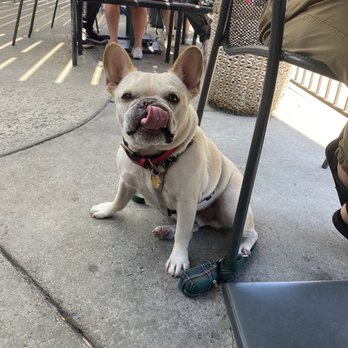 The Attic - Dog after enjoying meal off the dog menu - Breakfast & Brunch Near Me - Long Beach, California The Attic - Dog after enjoying meal off the dog menu - Breakfast & Brunch Near Me - Long Beach, California