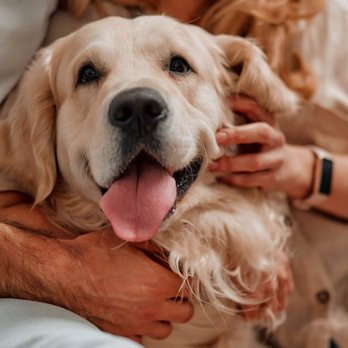 All About Animals - Veterinarians Near Me - Flatwoods, Kentucky All About Animals - Veterinarians Near Me - Flatwoods, Kentucky