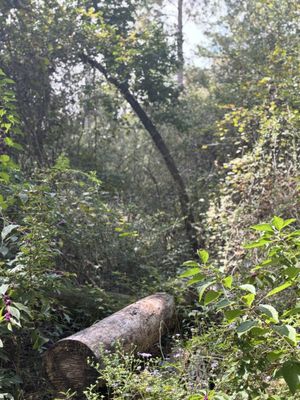 George Mitchell Nature Preserve by null