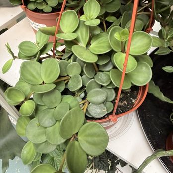 Paraíso Plant Studio - Nurseries & Gardening Near Me - Berkeley, California