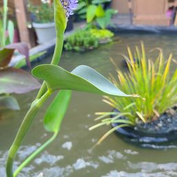 Pickerel, Canna lily, Sweet Flag and more.
