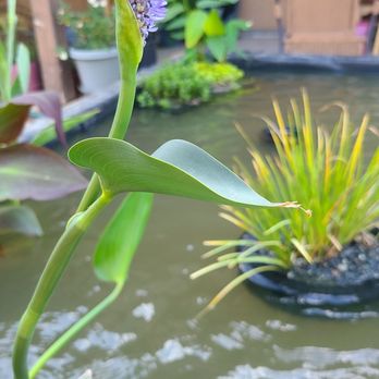 Creative Water Gardens - Pickerel, Canna lily, Sweet Flag and more. - Landscaping Near Me