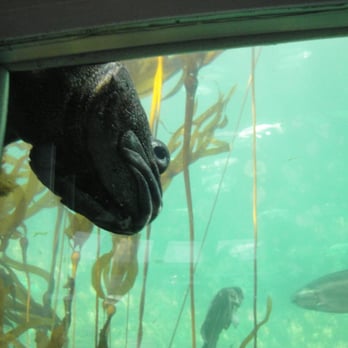Seattle Aquarium - What u lookin' at? - Aquariums Near Me - Seattle, Washington Seattle Aquarium - What u lookin' at? - Aquariums Near Me - Seattle, Washington