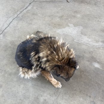 Fresh Pup Spa - Before - Pet Groomers Near Me Fresh Pup Spa - Before - Pet Groomers Near Me