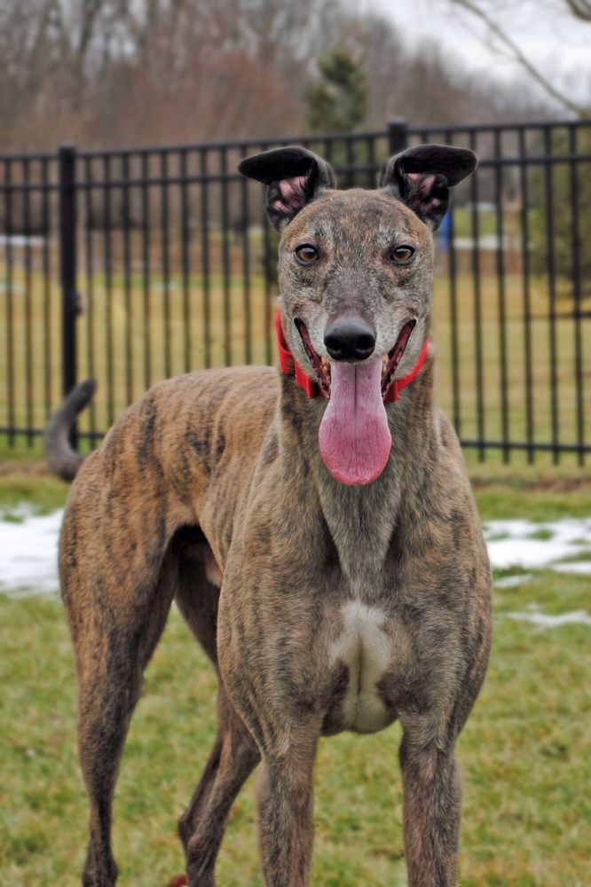 RACE PLACE RETIRE GREYHOUND ADOPTION Updated June 2024 9015