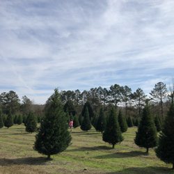Christmas Trees