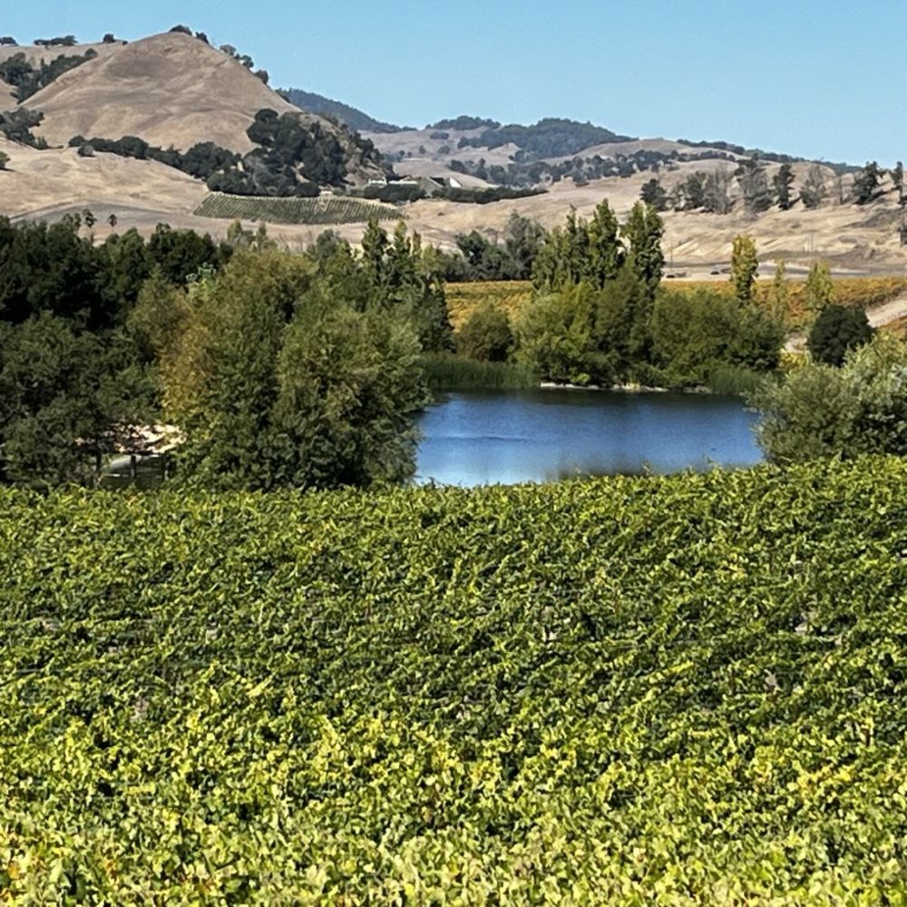 Cuvaison - View from the terrace - Wineries Near Me - Napa, California