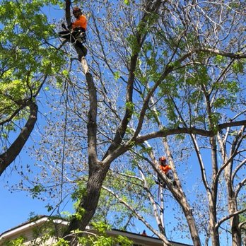 Root Tree Service - Residential Pruning - Tree Services Near Me - Centennial, Colorado Root Tree Service - Residential Pruning - Tree Services Near Me - Centennial, Colorado