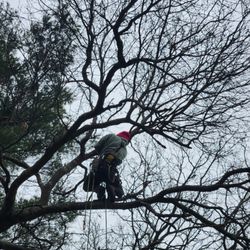 Monkey Business Tree Care