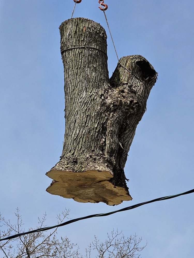 Dawsons Tree Service - tree service in Elmhurst, IL