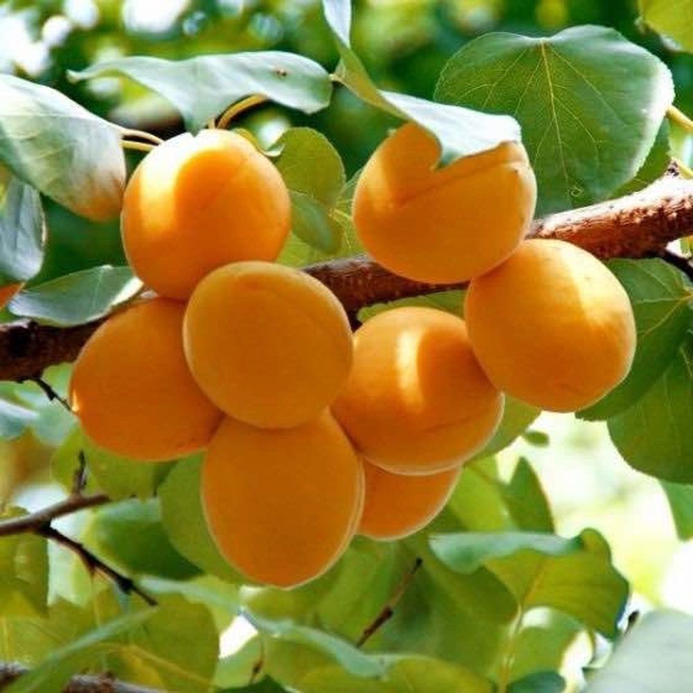 Royal Rosa Apricot