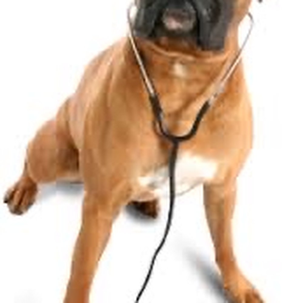 THE BEST 10 Mobile Veterinarians near Laguna Beach, CA - Quality &  Affordability - Updated 2026 - Yelp