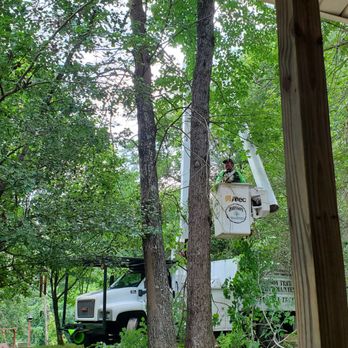 Johnson Tree & Property Maintenance - a man on a ladder working on a tree - Tree Services Near Me - Eden, North Carolina