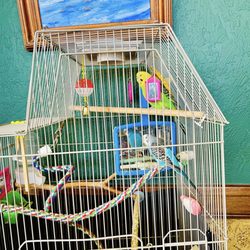 Burrowing Owl Books - Jack and Annie--resident parakeets