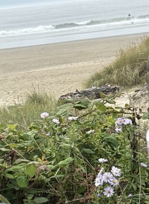 Nehalem Bay State Park by null