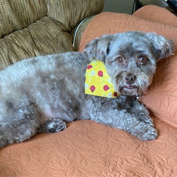 Oh My Dog Daycare - This is Minnie with her pretty new bandana....Happy Dog, Happy me!! - Pet Groomers Near Me - Amherst, New York Oh My Dog Daycare - This is Minnie with her pretty new bandana....Happy Dog, Happy me!! - Pet Groomers Near Me - Amherst, New York