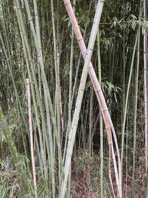 Birmingham Botanical Gardens by null