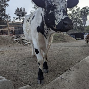 Dirty Bird Ranch - Petting Zoos Near Me