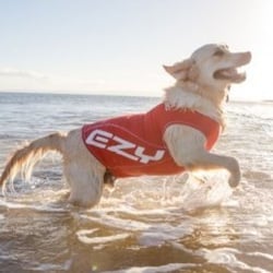 Bea's Dierenboetiek