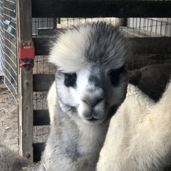 The Alpaca Shop