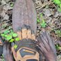 Photo of Apex Wildlife Services