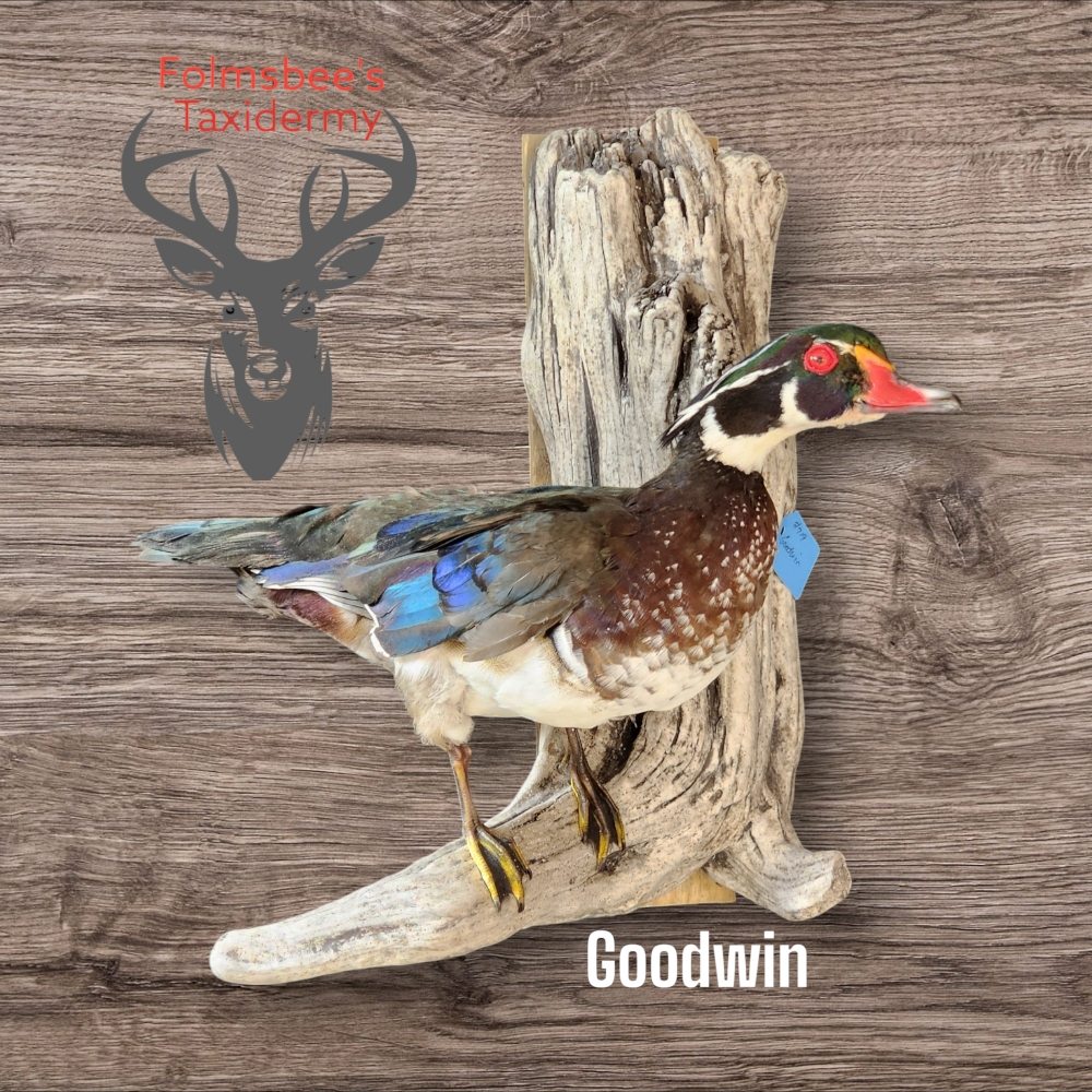 Folmsbee's Taxidermy - taxidermy in Clarksburg, WV