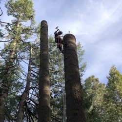 Liberty Lumberjack - Removing large white fir.