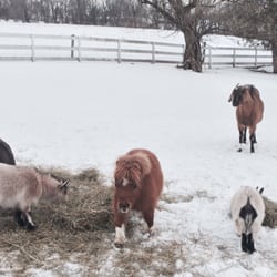 Last Chance Ranch