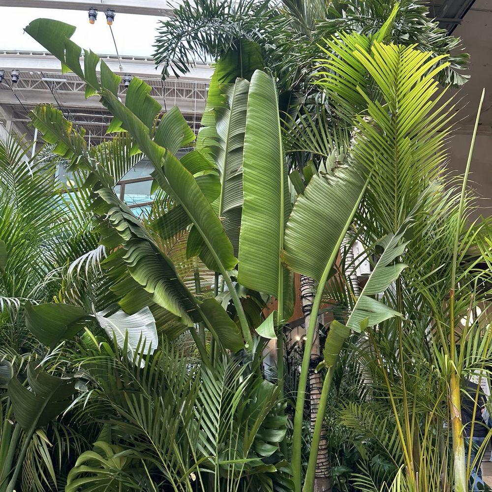 Eden Plant Co - Coffee & Tea Near Me - Houston, Texas