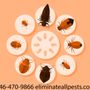 Photo of Eliminate All Pests