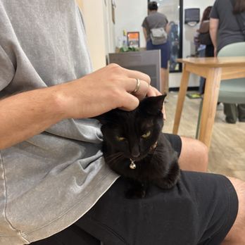 Fluffy Tail Cafe - Cat - Coffee & Tea Near Me - Tustin, California