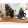 Photo of Barry Shertzer's Taxidermy