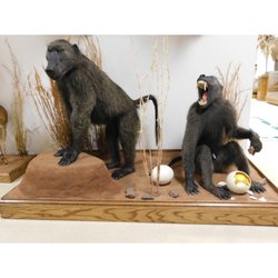 Barry Shertzer's Taxidermy - Barry Shertzer's Taxidermy