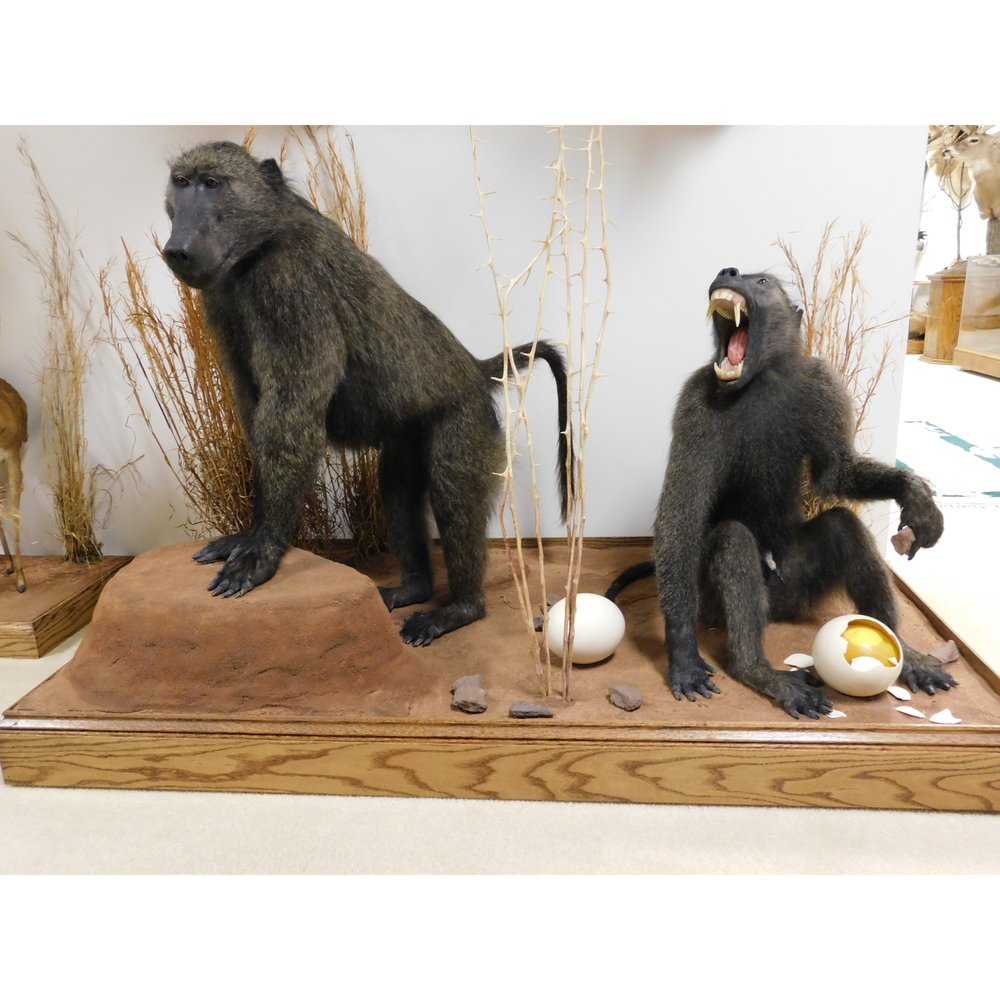 Barry Shertzer's Taxidermy - taxidermy in Lititz, PA