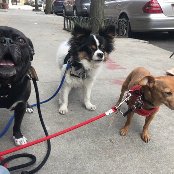GoDoG - Harley & her GoDoG pals! - Dog Walkers Near Me GoDoG - Harley & her GoDoG pals! - Dog Walkers Near Me