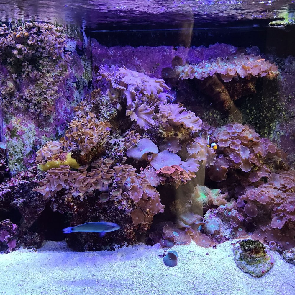 Current USA - Aquariums Near Me - Vista, California