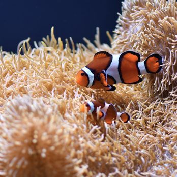 Seattle Aquarium - Aquariums Near Me - Seattle, Washington Seattle Aquarium - Aquariums Near Me - Seattle, Washington