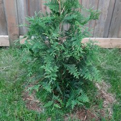 Green Giant - Specimen #4, over 3 weeks in.
