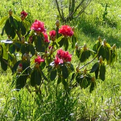 Rhododendron Island