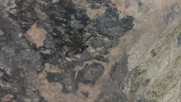 Parque Nacional de las Cavernas del Río Camuy by null