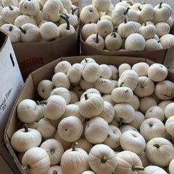 Farmer's Outlet - White Pumpkins